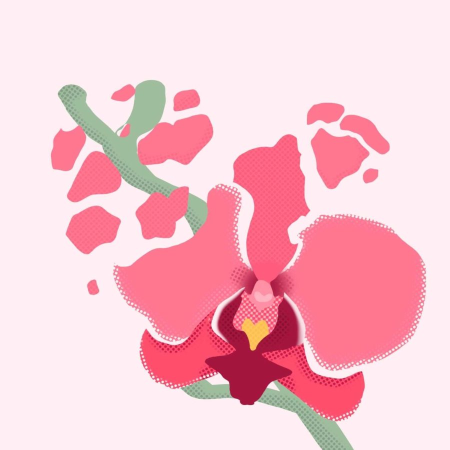 Flower and flower petals on a pink background